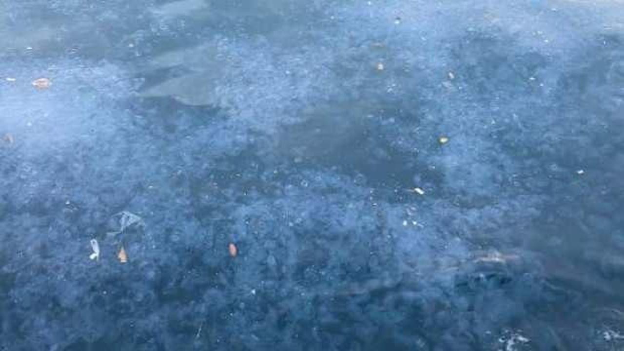 Üsküdar'da binlerce denizanası kıyıya vurdu