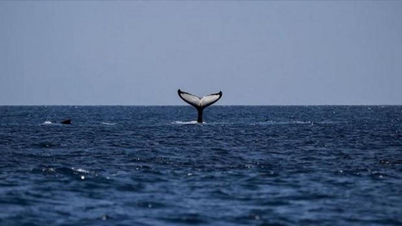 Yeni Zelanda'da 120'den fazla balina ve yunus karaya vurdu
