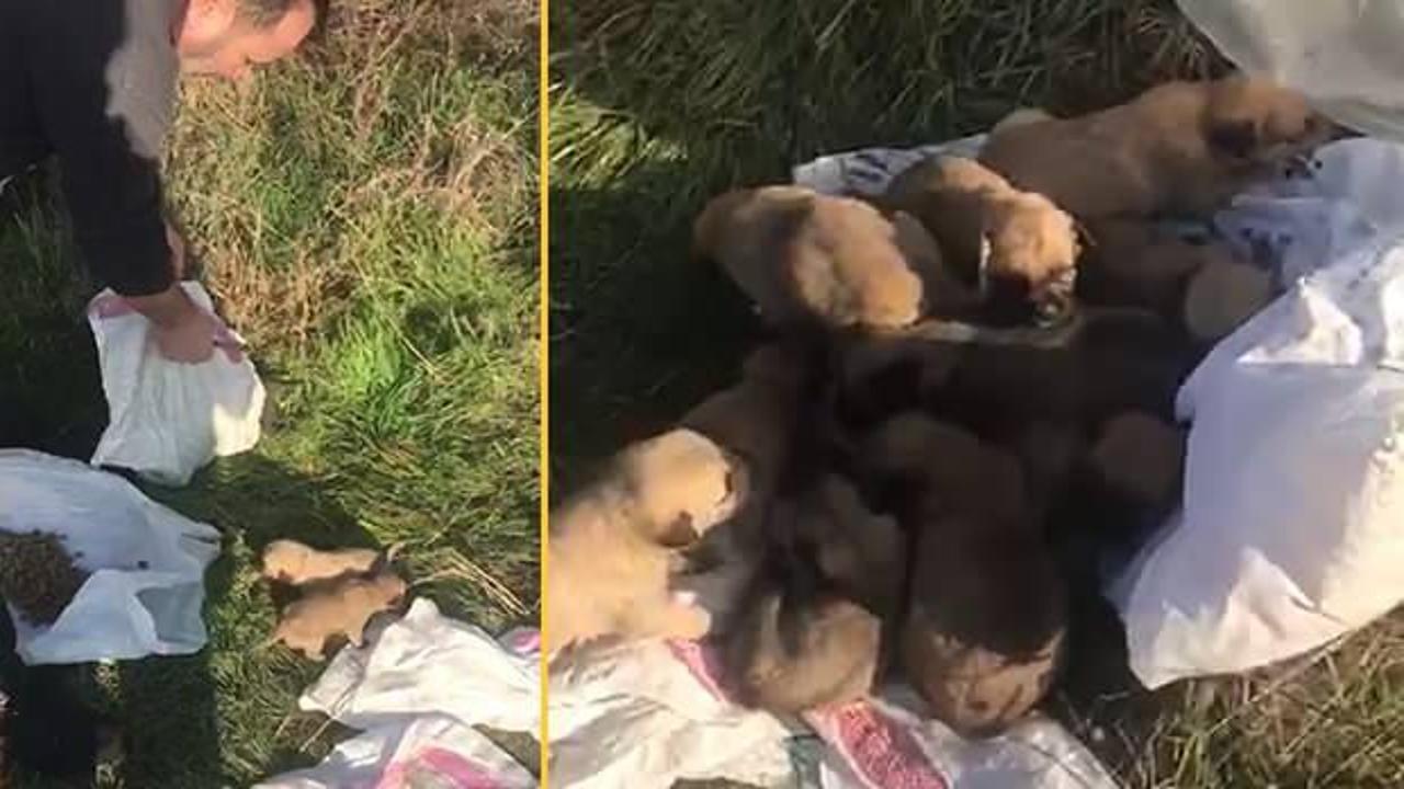 12 yavru köpeği çuval içerisinde araziye attılar