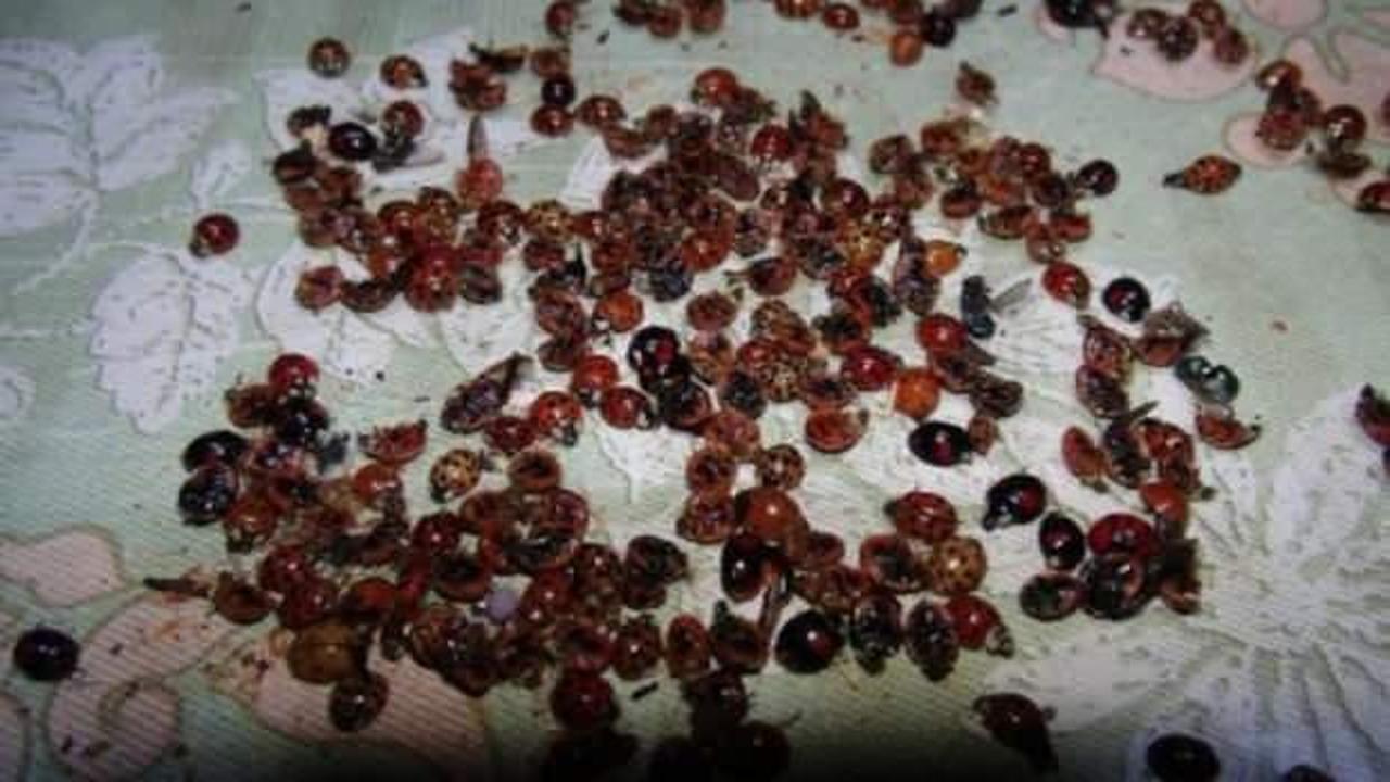 6 mahalleyi istila ettiler! B&ouml;yle bir şey g&ouml;rmedim