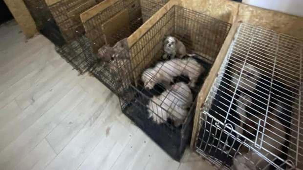 Binanın bodrum katında 68 k&ouml;pek bulundu! Hepsinin ses telleri alınmış