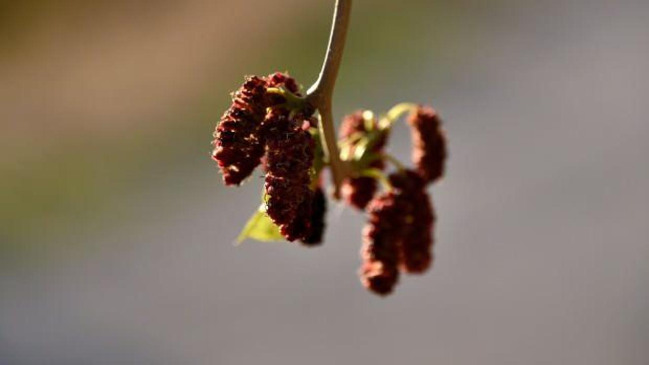 Dut ağacı kış ayında meyve verdi, herkes şaştı kaldı