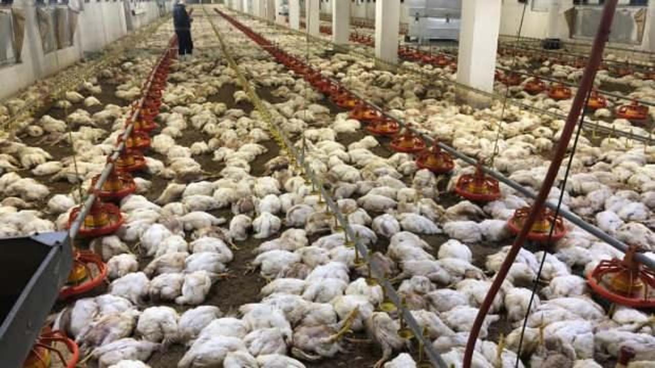 Havalandırma arızalanınca 20 bin tavuk öldü