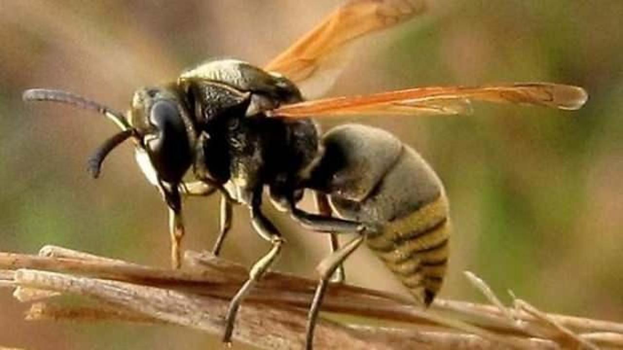 Uçakları düşürebilen arılar tehlike saçıyor