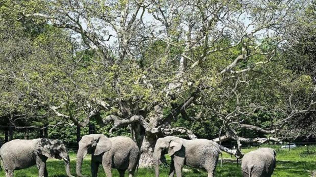 Kuraklık çeken Namibya'da 170 fil satışa çıkarıldı