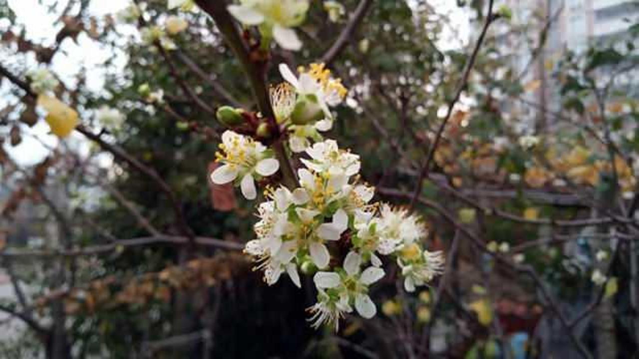 Erik ağacı mevsimi şaşırdı