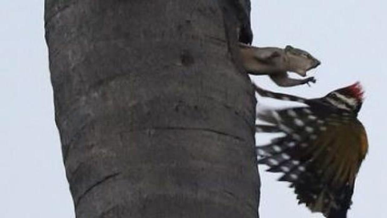 Sincap ile ağaçkakanın inanılmaz savaşı