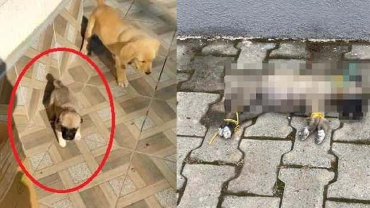 Dehşete d&uuml;ş&uuml;ren g&ouml;r&uuml;nt&uuml;! Yavru k&ouml;pek b&ouml;yle bulundu...