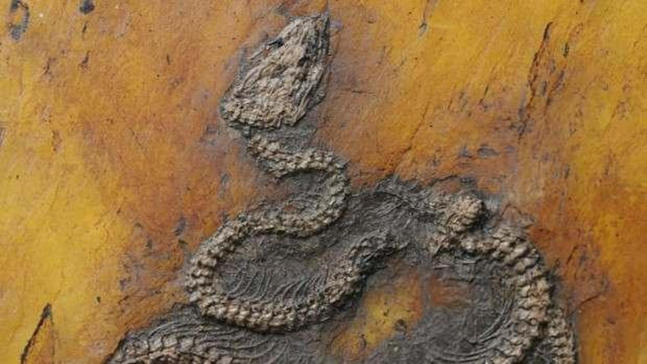 Dünyanın en eski piton yılanı