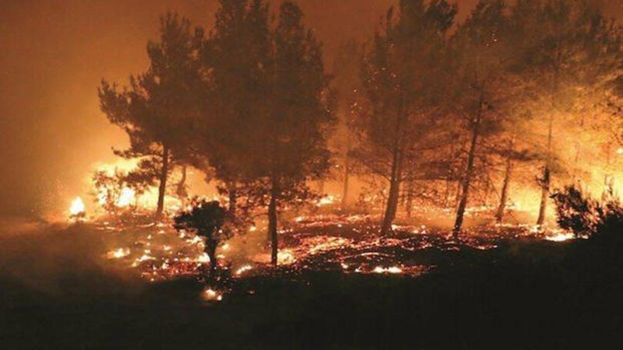 PKK 10 milyon ağaç yaktı
