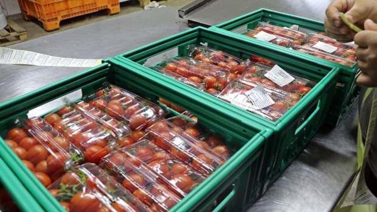 Rusya domates ve biber ihracatını durdurdu, ihracatçı tepkili