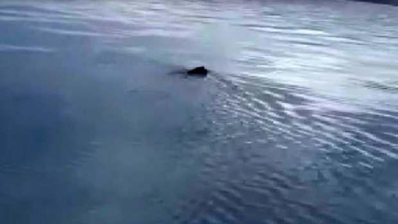 Van G&ouml;l&uuml; Canavarı sandılar! Ger&ccedil;ek yakından belli oldu