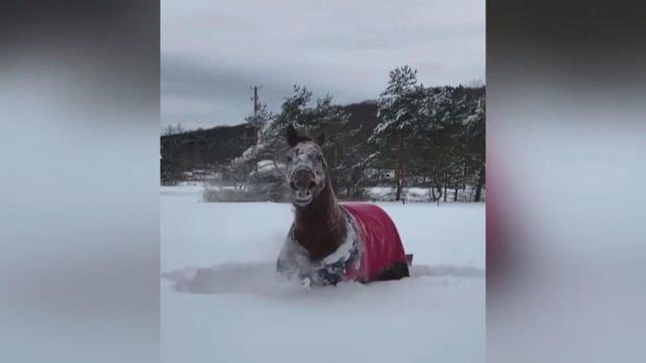 ABD’de kar keyfi yapan atın görüntüsü viral oldu