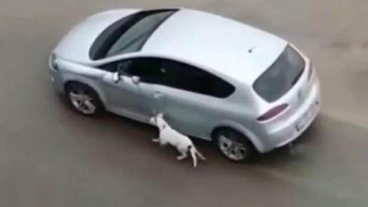 Antalya'da k&ouml;peğe eziyet eden cani yakalandı!