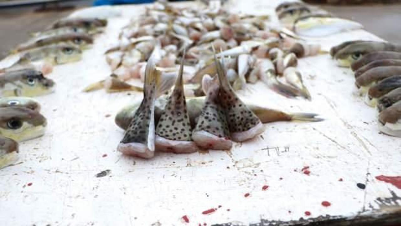 Balıkçılar balon balığının diğer türlerine de kuyruk parası istiyor