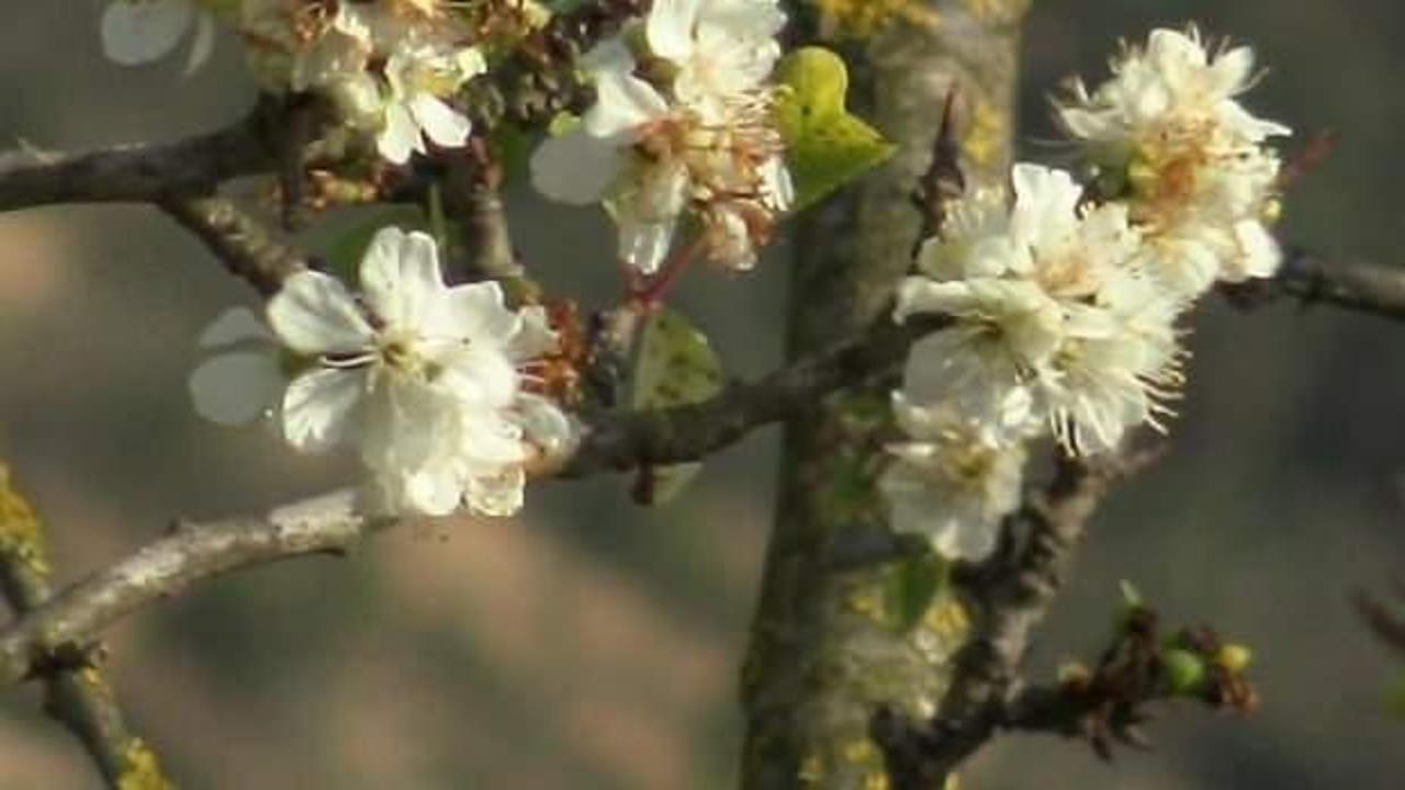 İznik'te erik ağa&ccedil;ları ikinci kez &ccedil;i&ccedil;eklendi