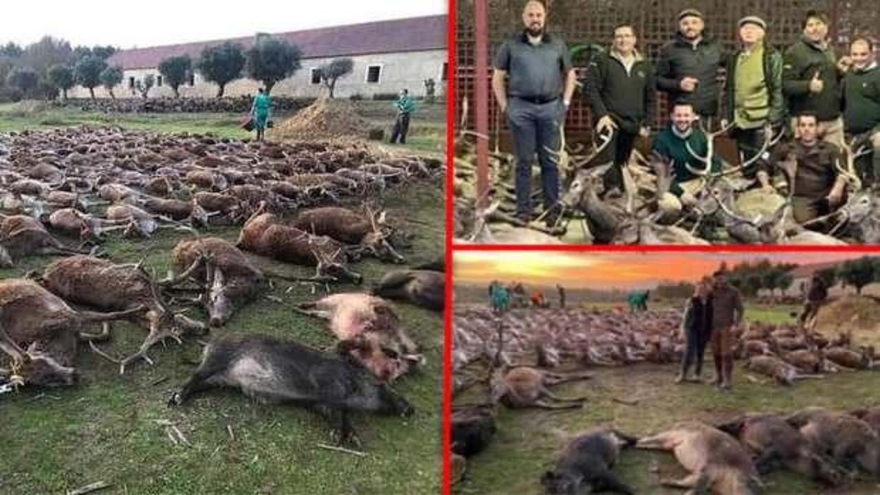 İspanyol avcılardan hayvan katliamı! İki günde yüzlercesi öldürüldü, büyük tepki var