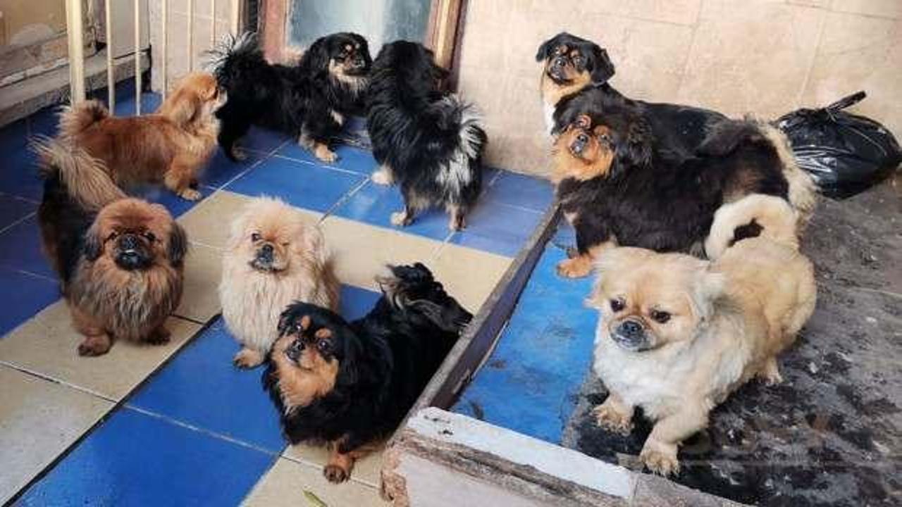 'Medyum'un evine baskın: 20 köpek ve 16 kediye el konuldu