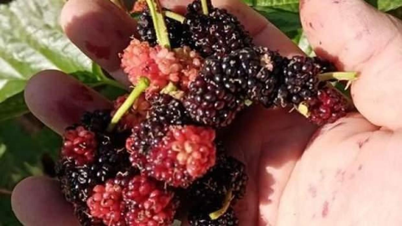 Mevsimi şaşıran dut ağacı kış ayında meyve verdi