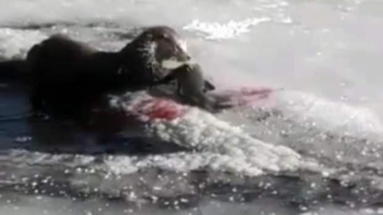 Nesli tehlikede olan su samuru avladığı balığı yerken g&ouml;r&uuml;nt&uuml;lendi 