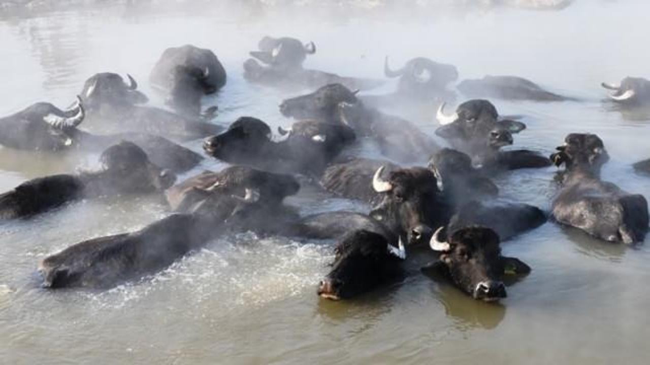 Mandaların buz gibi havada kaplıca keyfi