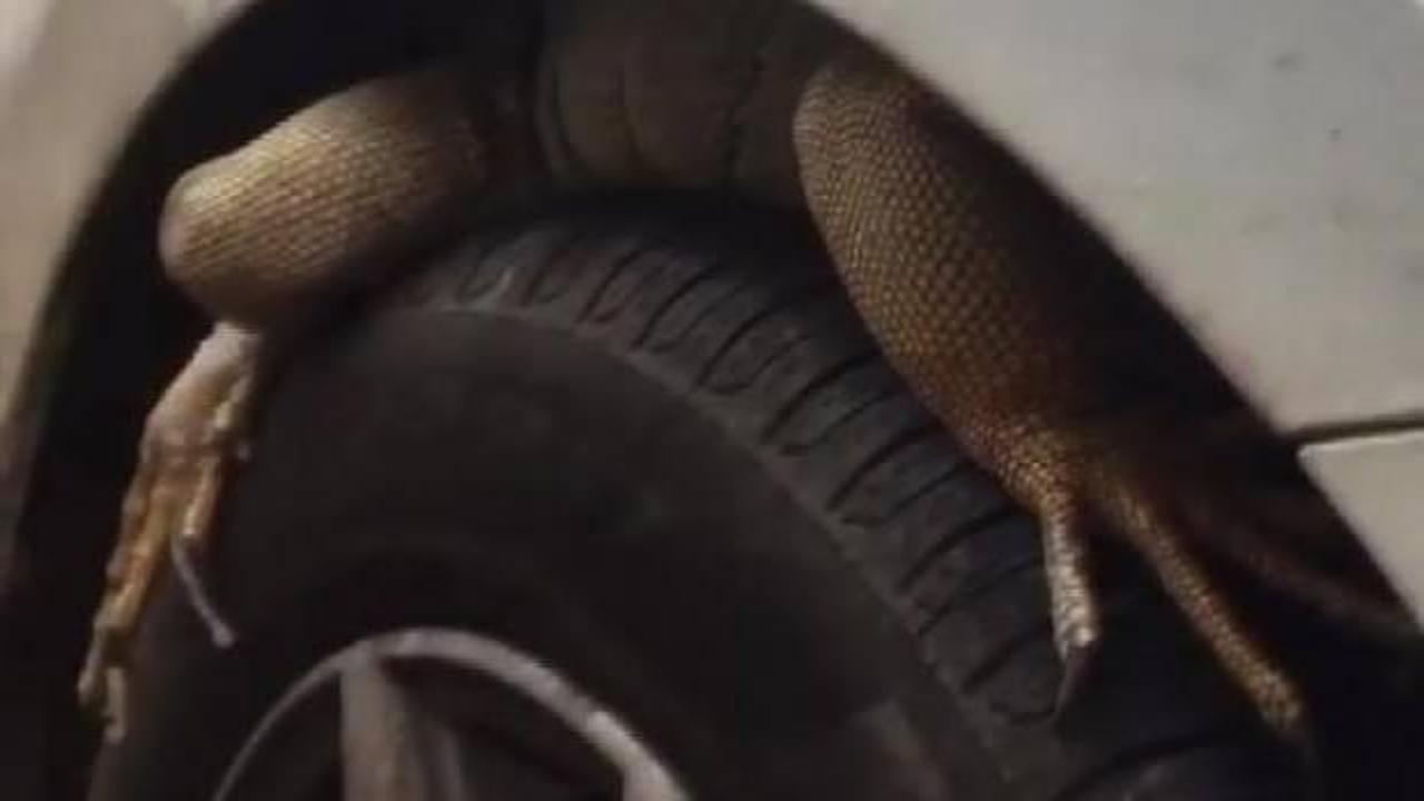 Otomobilin &ouml;n tekerine giren iguana, g&uuml;&ccedil;l&uuml;kle &ccedil;ıkarıldı