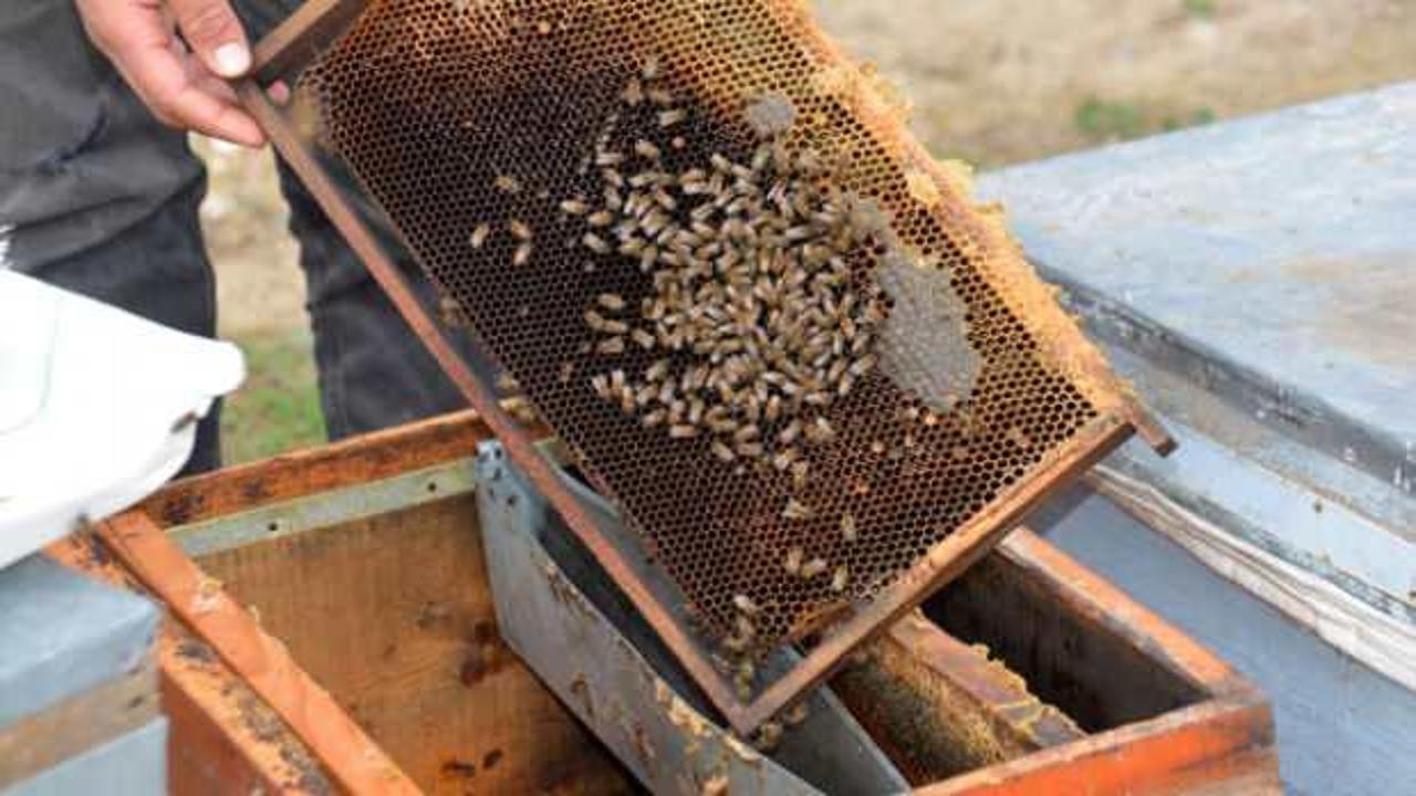 Uzmanı uyardı: 'Bahar aylarında arı ölümleri artacak, stok yapın!'