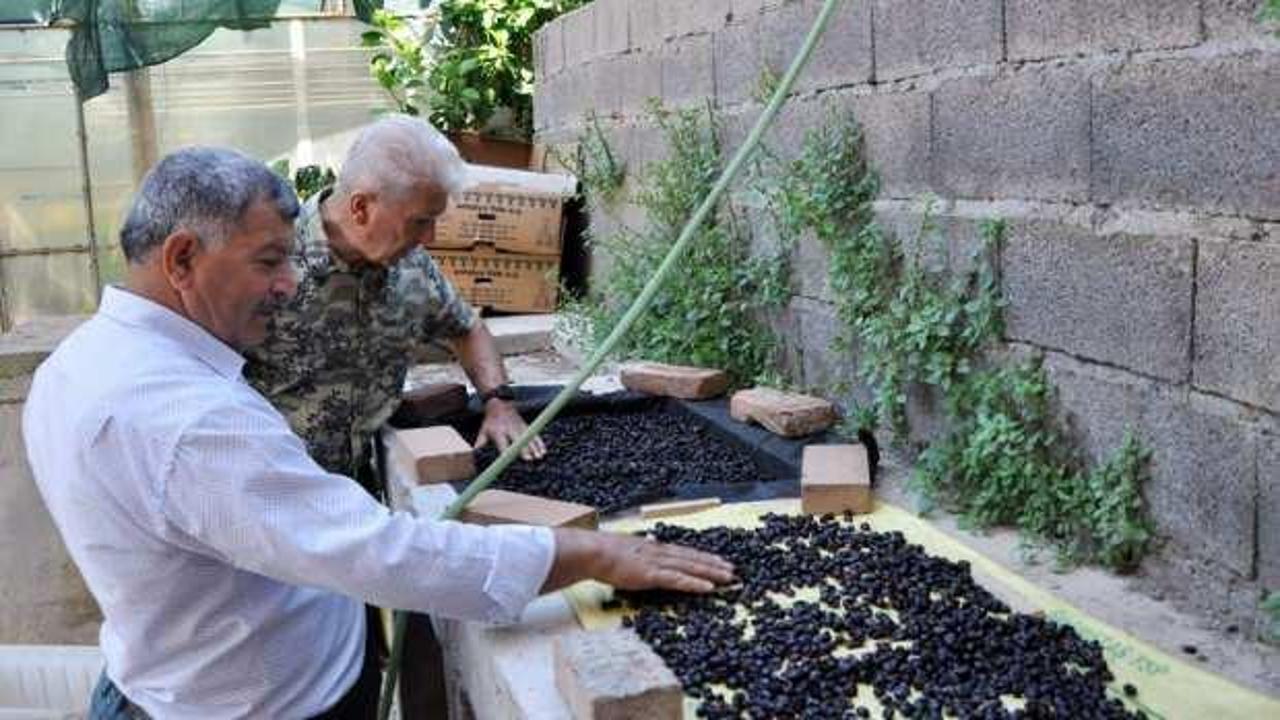 Antalya'da 87 yıl sonra kahve üretimi denenecek