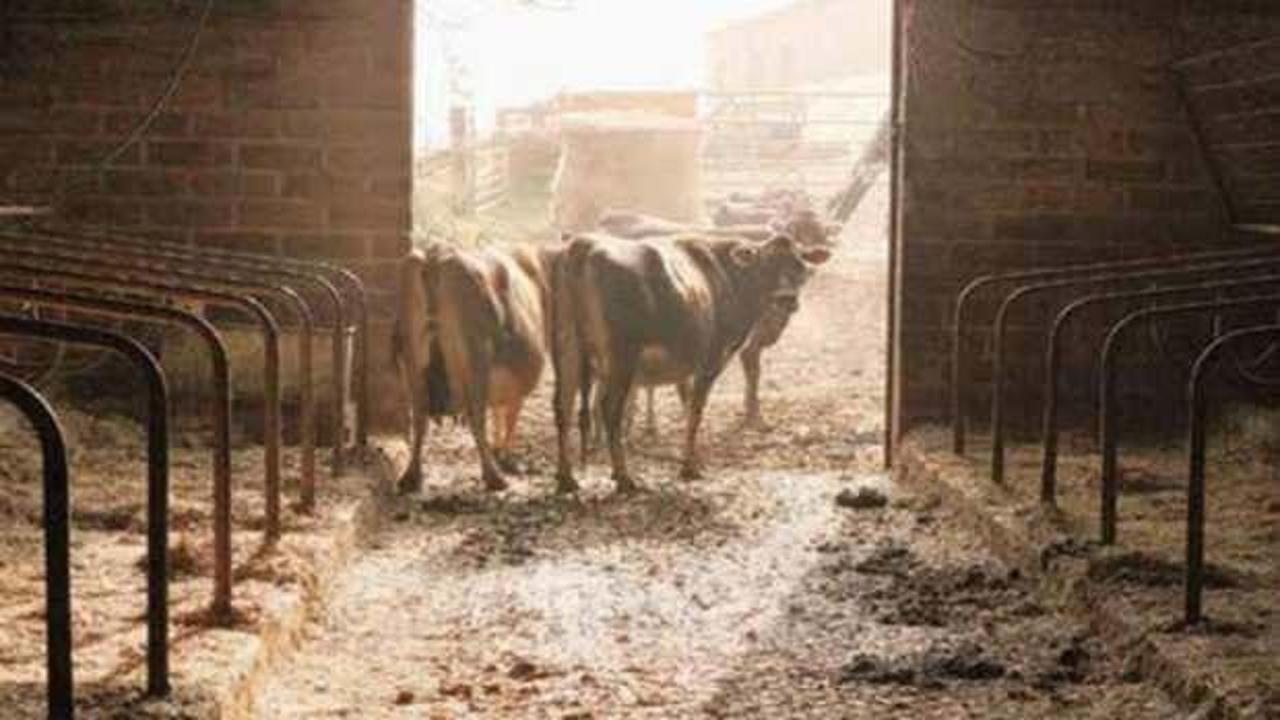 Ahırda &ouml;l&uuml; bulundu! İnek sağmaya gitmişti
