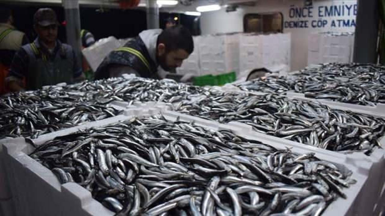 Batı Karadeniz'de balıkçılar hamsi bolluğuyla sevindi