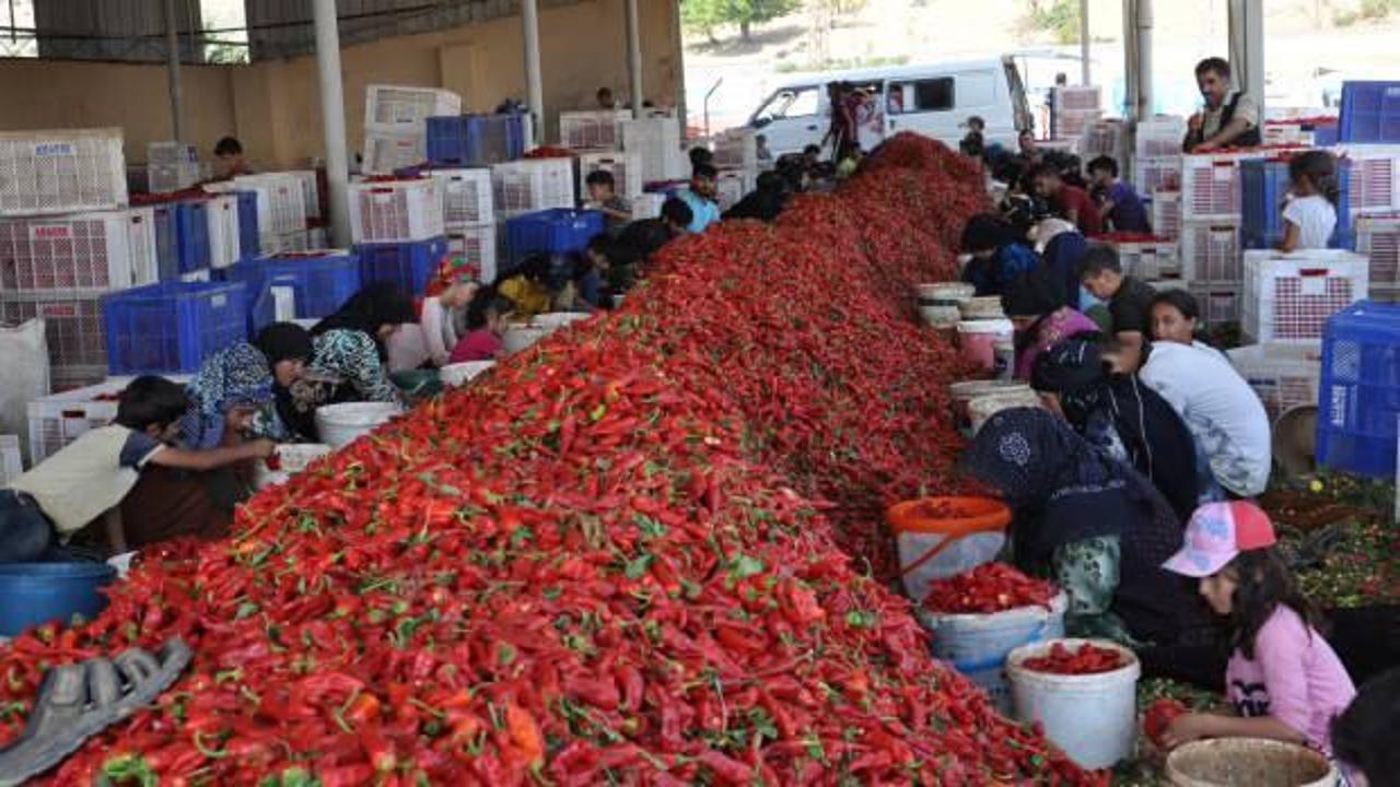 Gaziantep'te üretiliyor, 25 ülkeye ihraç ediliyor! Kırmızı altın diye de bilinen pulbiber...