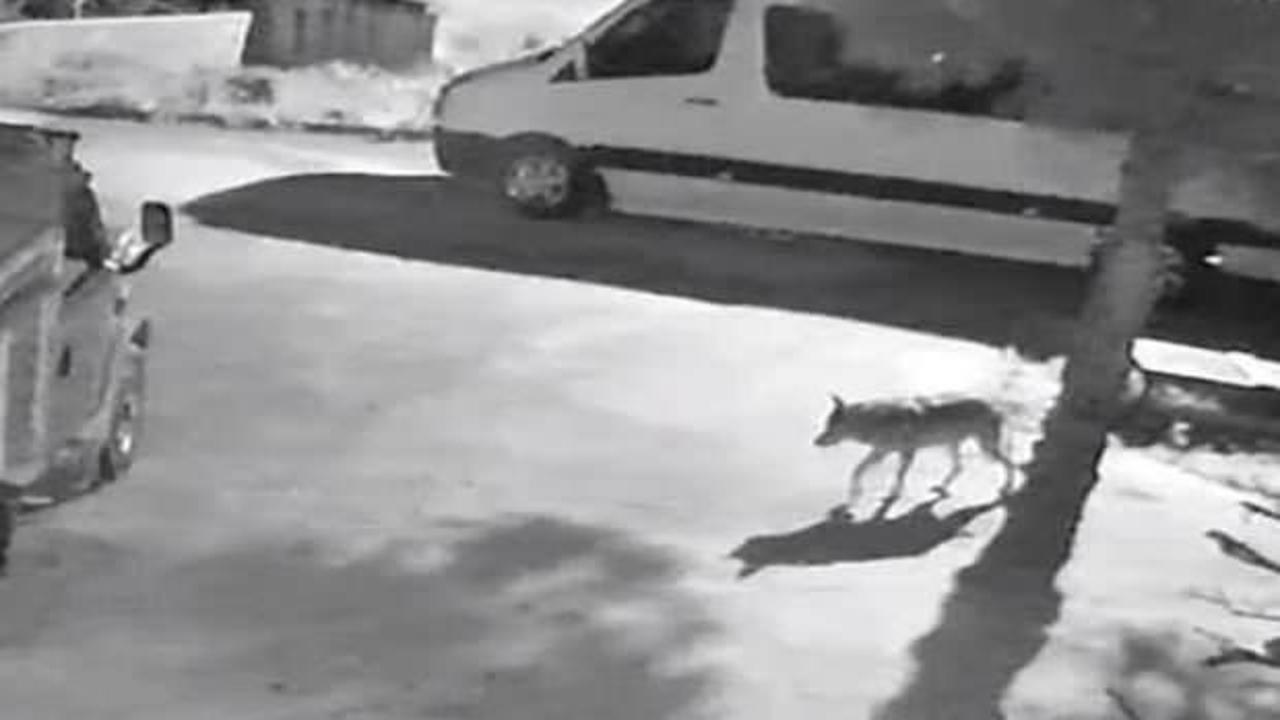 Giresun'da korkutan g&ouml;r&uuml;nt&uuml;! A&ccedil; kalan kurtlar mahalleye indi