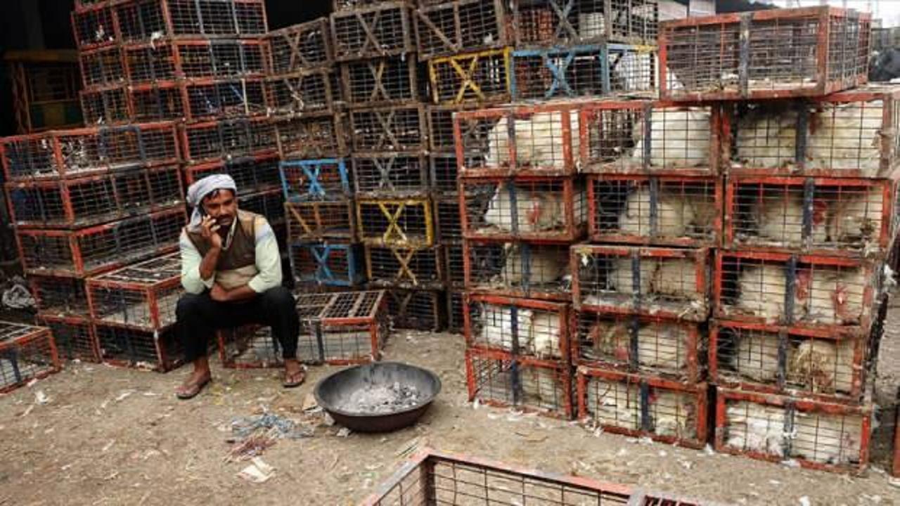 Hindistan'da Cammu Keşmir’de olası kuş gribi salgını nedeniyle alarma geçildi