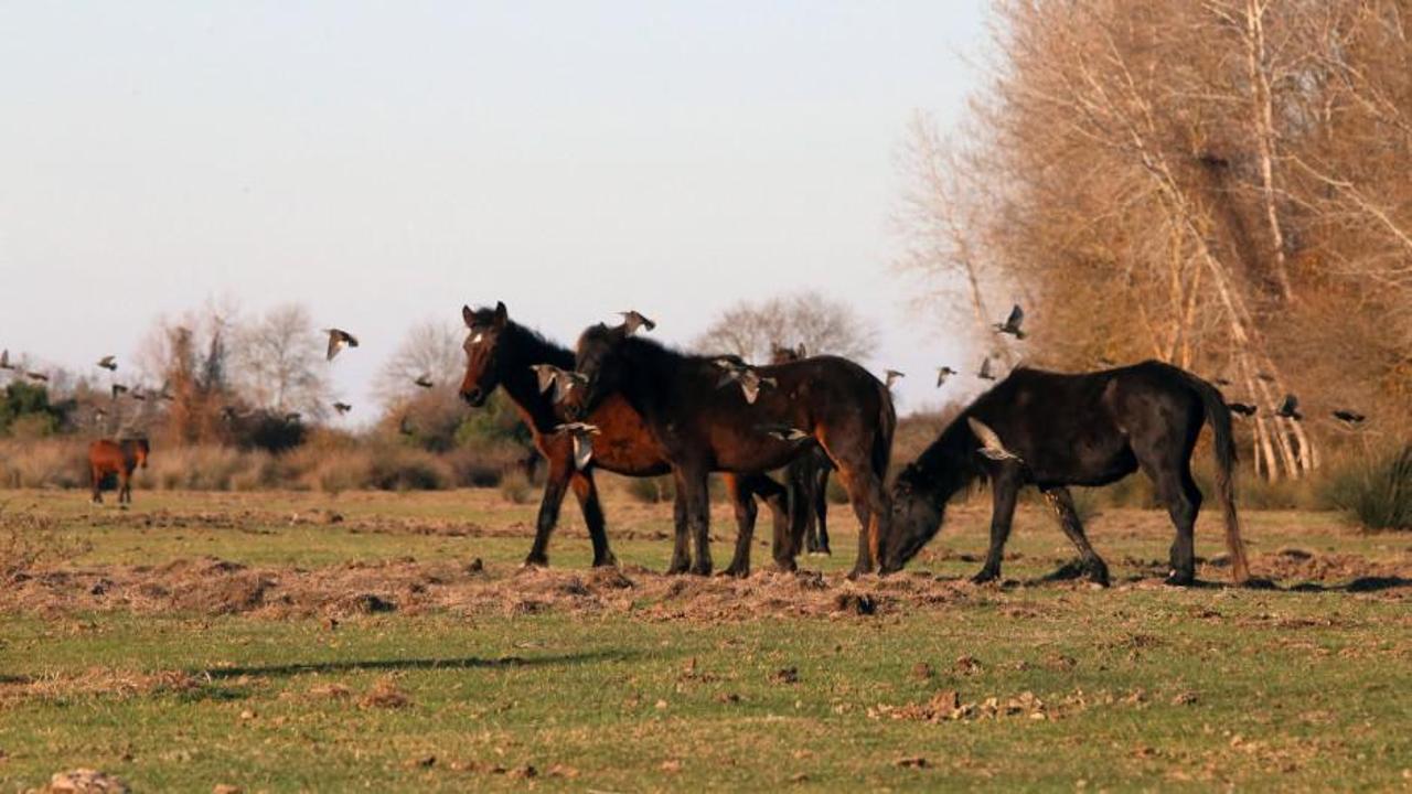 Fotoğrafçıların gözdesi! Kızılırmak Deltası yılkı atları