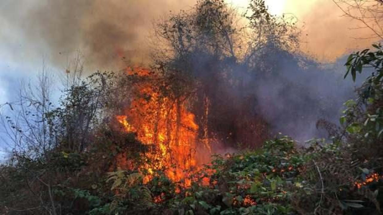 Rize'de 2 ayrı bölgede orman yangını