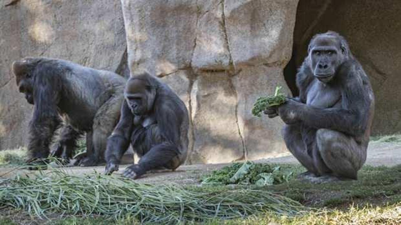 ABD'de gorillere koronavirüs bulaştı: Hayvanat bahçesi çalışanından kaptıkları düşünülüyor