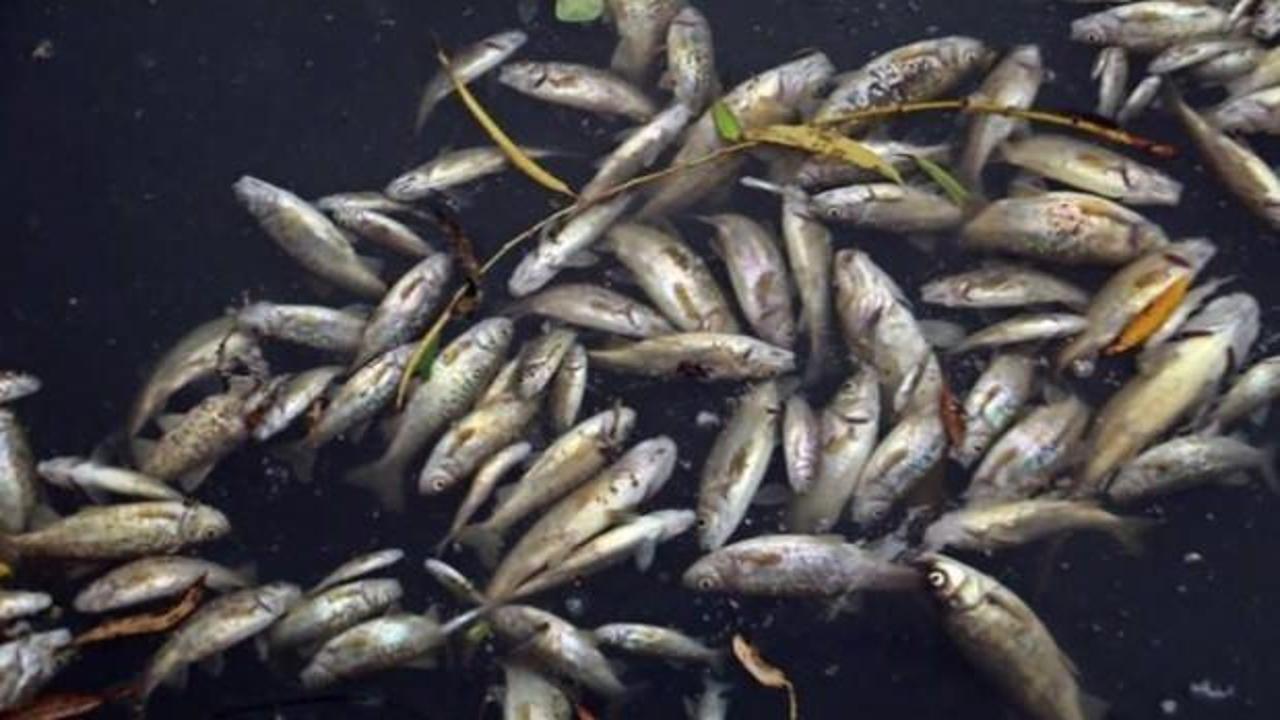 Binlerce balığın &ouml;l&uuml;m&uuml;yle ilgili 4 tesise ceza yağdı