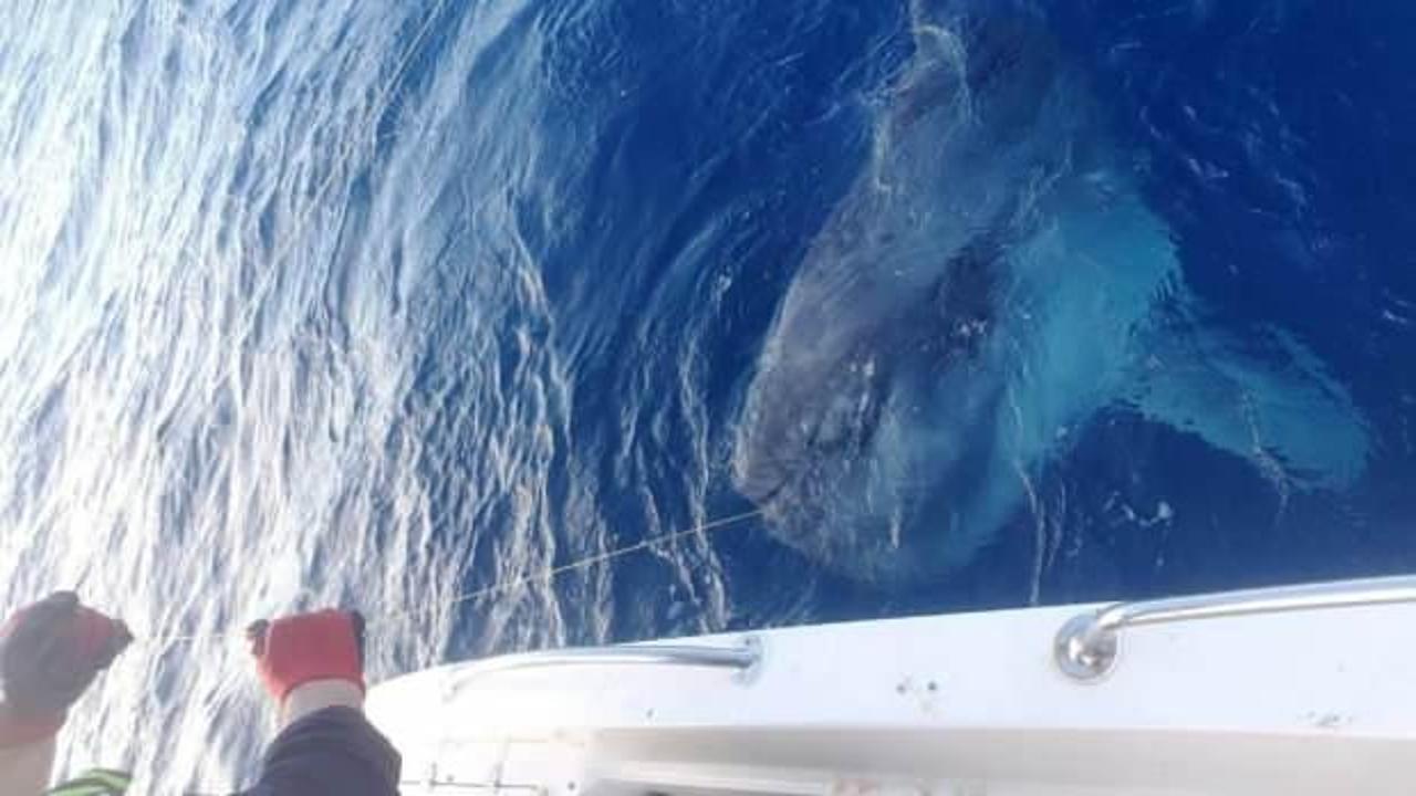 Datça'da balıkçılar tuttukları ay balığını tekrar denize bıraktı