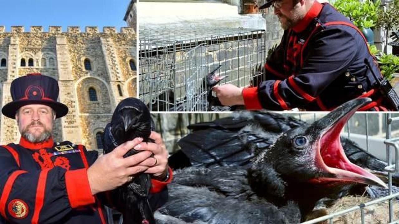 İngiliz inanışına göre bu bir felaketin habercisi! Kraliyet kuzgunu kayboldu