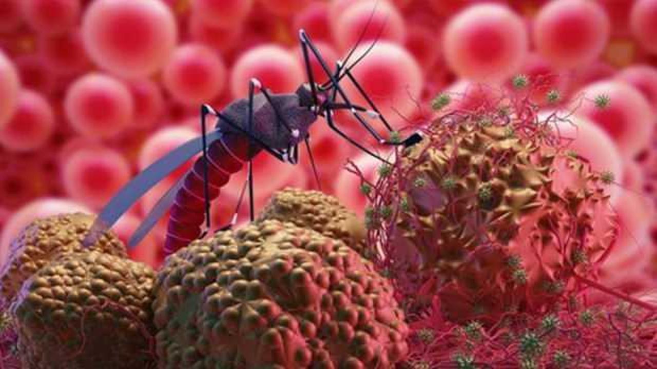 Japon bilim insanlarından kanserde çığır açacak sivrisinek buluşu