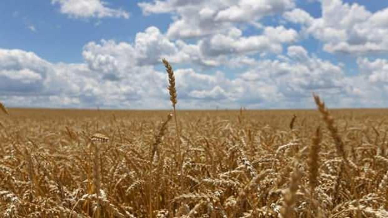 TMO: Buğday stokları yeterli