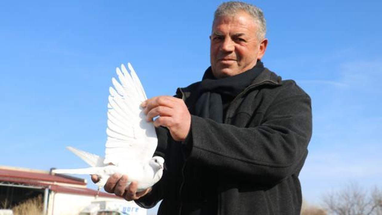 Sivas'ta müdürlüğü bırakıp güvercin beslemeye başladı! Kuşları 100 bin liraya bile satmıyor