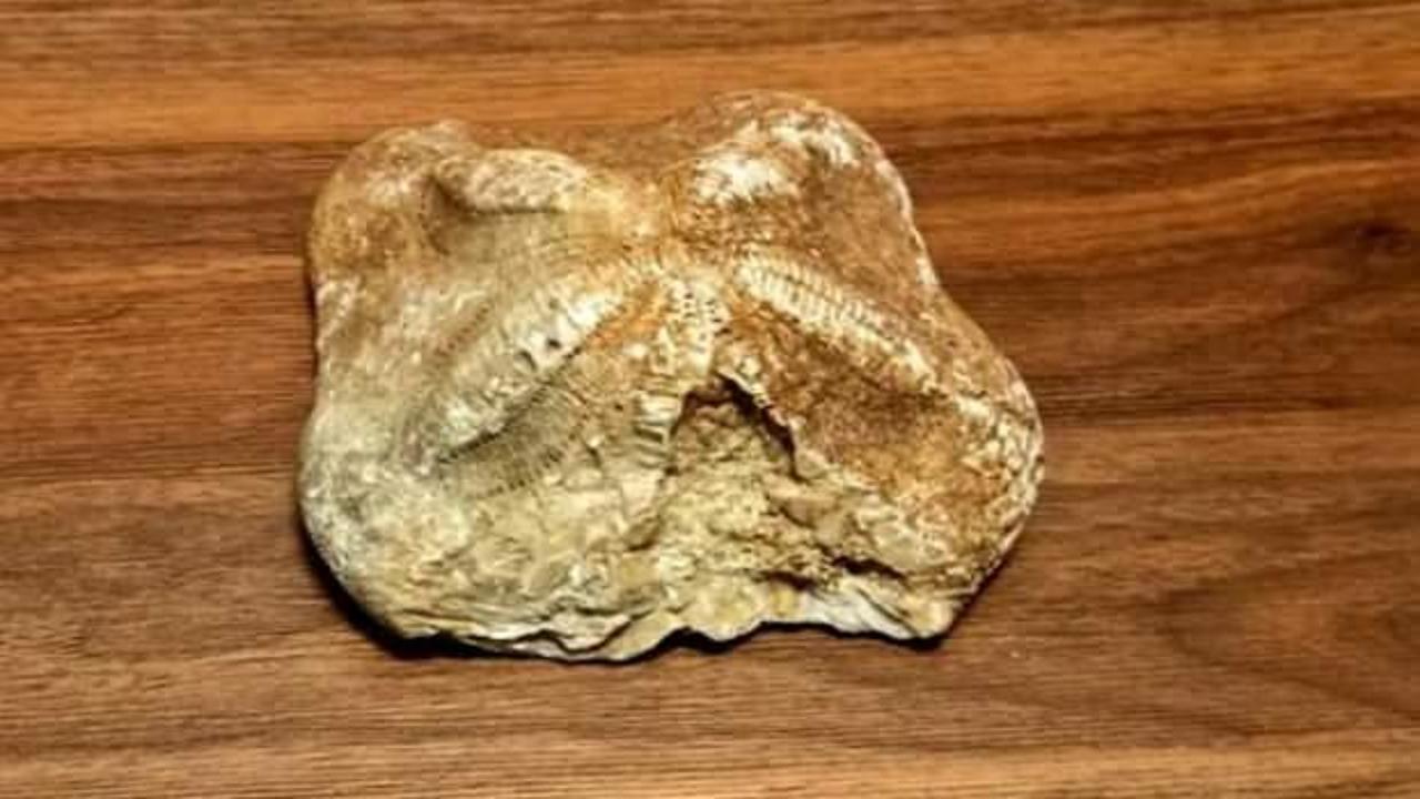  2 milyon yaşındaki denizyıldızı fosili ele geçirildi