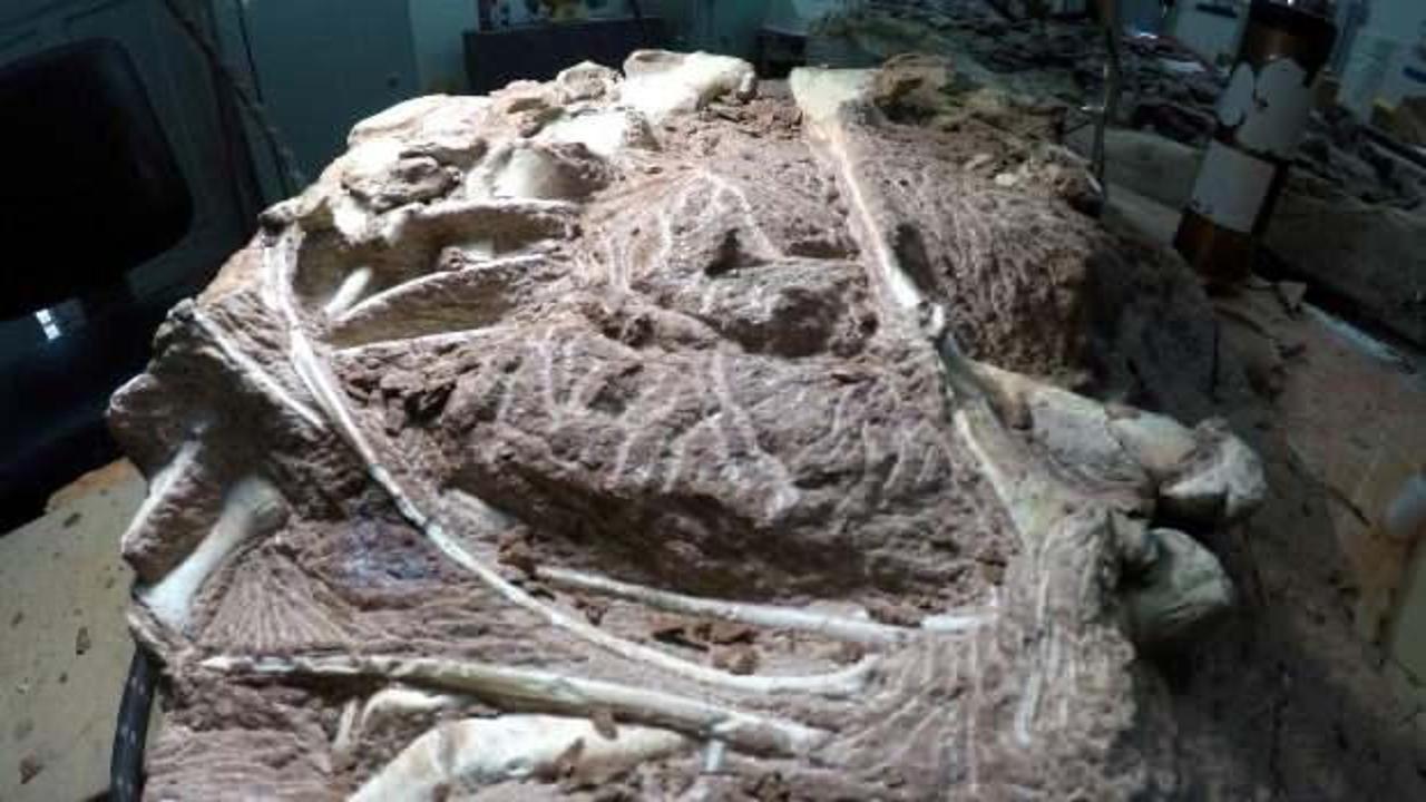 Arjantin'deki dinozor fosili: Bilinen en büyük kara hayvanı olabilir
