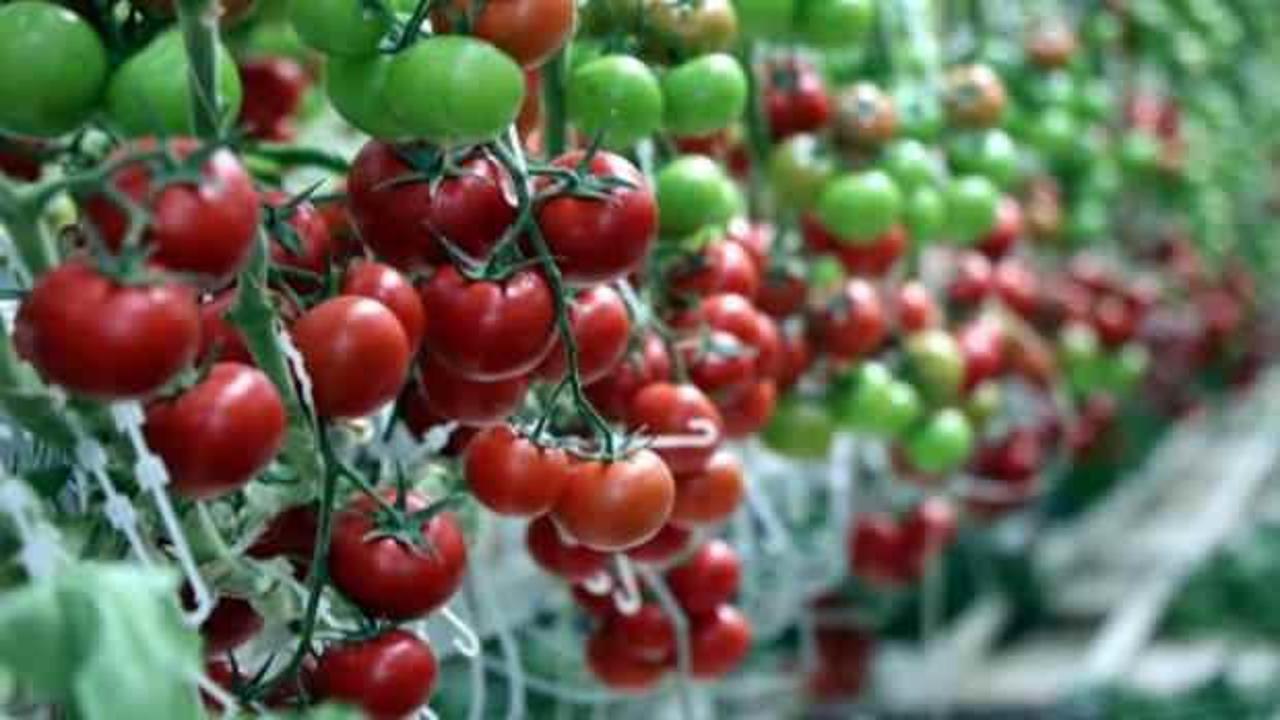 Çaldıran'da eksi 40 derecede bile domates üretiliyor