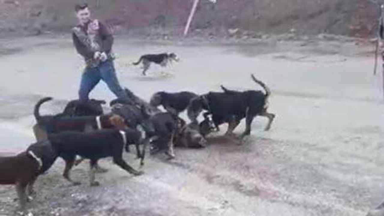 Denizli'de şoke eden g&ouml;r&uuml;nt&uuml;! K&ouml;peklere par&ccedil;alattı...