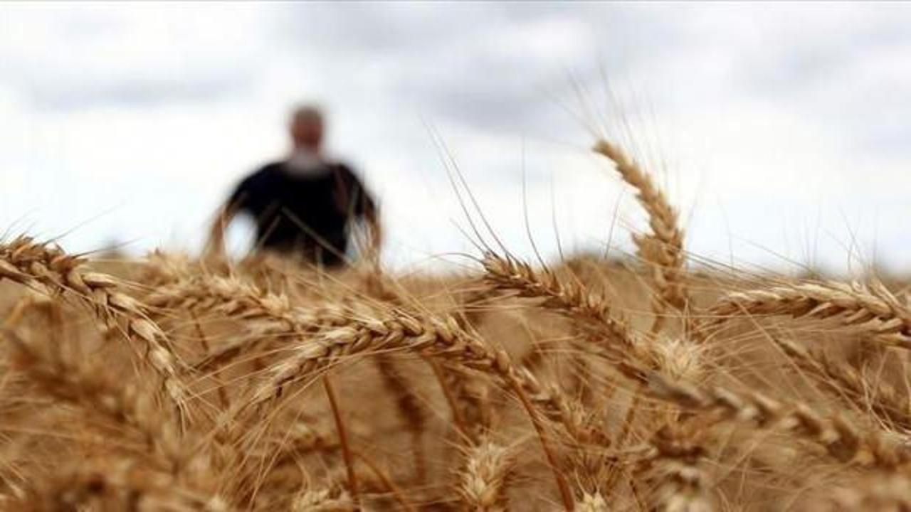 Ekmeklik buğday stokunun yeterli olduğu açıklandı