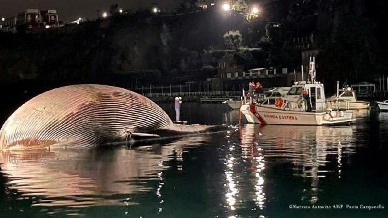 Ölü balina kıyıya vurdu: 70 ton ağırlığında