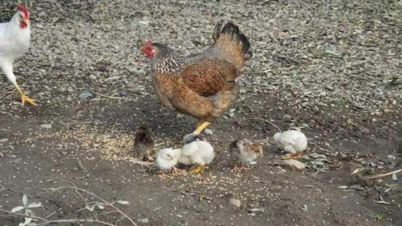 Ortadan kaybolan tavuk civcivlerle döndü