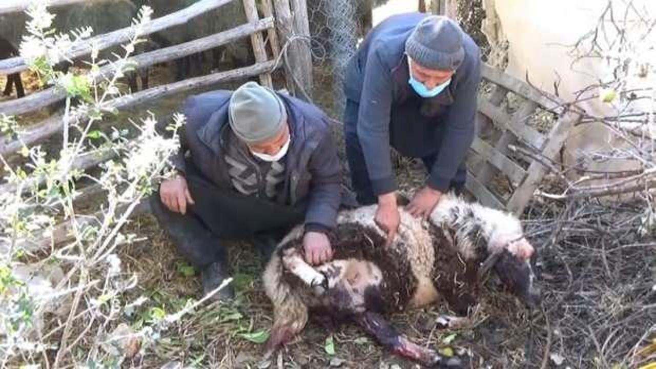 Pitbull dehşeti! Koyun ve kuzuları telef etti